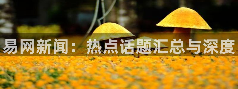 易网新闻：热点话题汇总与深度